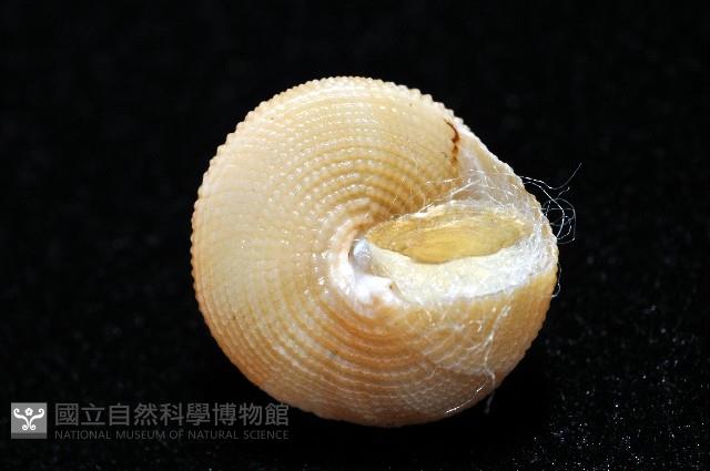 晨曦鐘螺藏品圖，第2張
