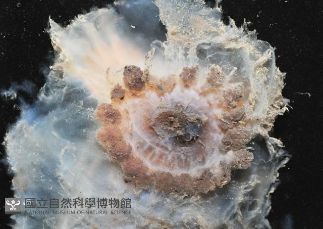 未知種透明浮游海參藏品圖，第2張