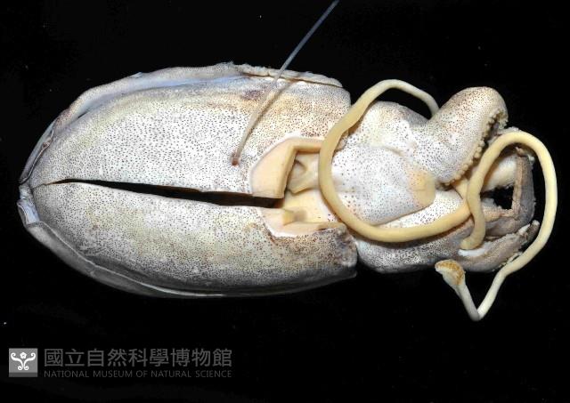 絲腕烏賊(新種)藏品圖，第2張