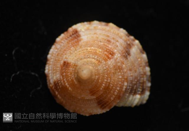 文正鐘螺(呂氏麗口螺)藏品圖，第2張