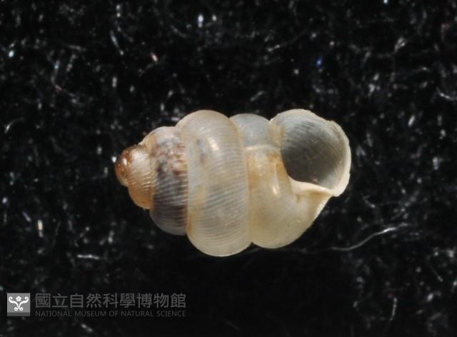 高山台灣芝麻蝸牛藏品圖，第2張