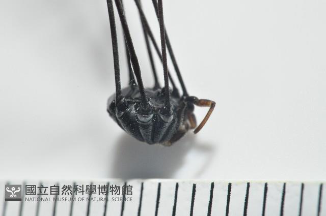黑背偽盾刺盲蛛藏品圖，第2張
