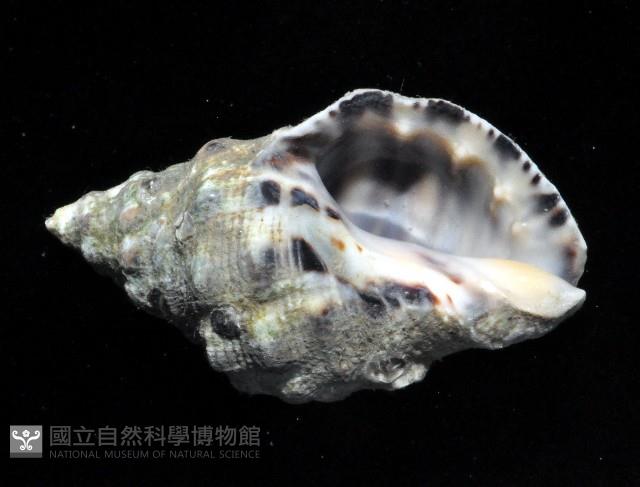 蚵岩螺藏品圖，第2張