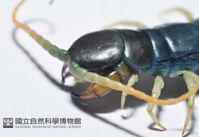 未知種巨蜈蚣藏品圖，第2張
