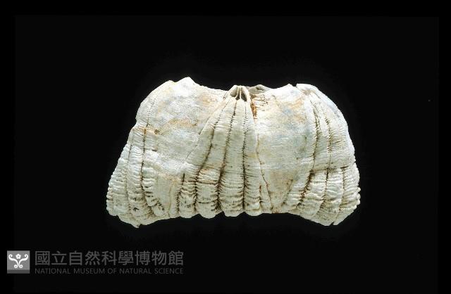 桶冠鯨藤壺藏品圖，第2張