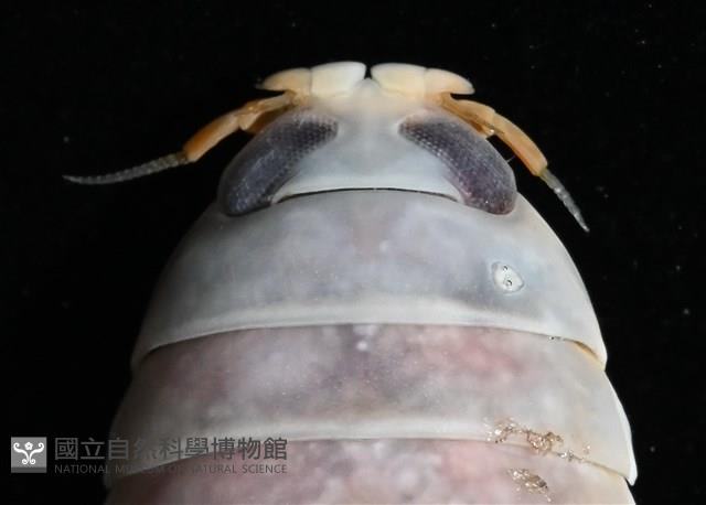 未知種紡錘水虱藏品圖，第2張