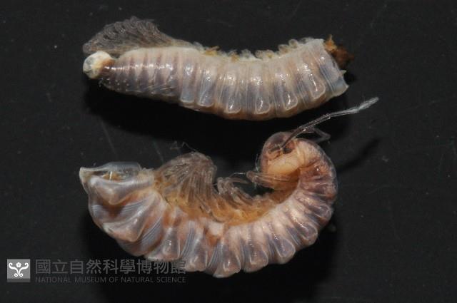 鋸齒東京泡馬陸藏品圖，第2張