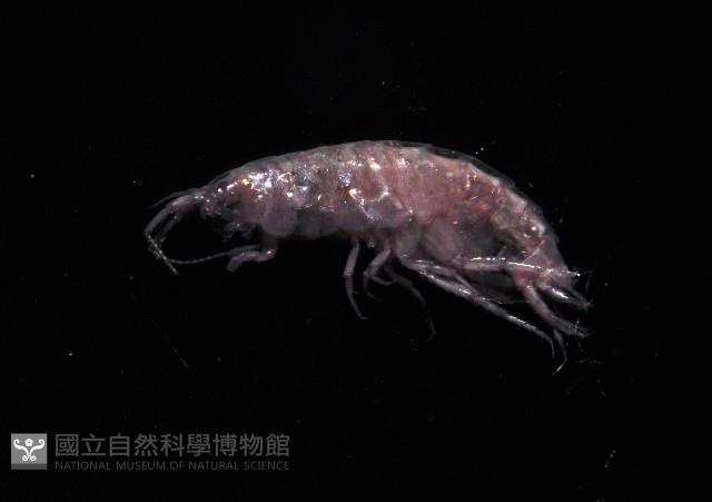 擊鉤蝦之一種藏品圖，第2張