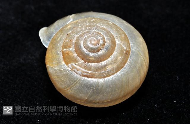 阿禮高腰蝸牛藏品圖，第2張