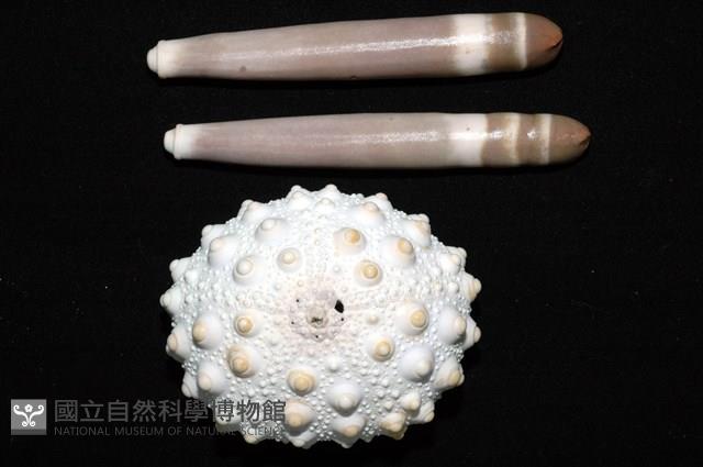 石筆海膽(鉛筆海膽)藏品圖，第2張