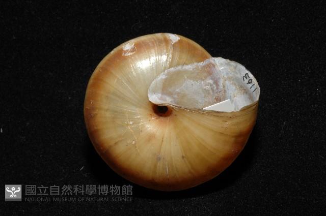 恆春栗蝸牛藏品圖，第2張