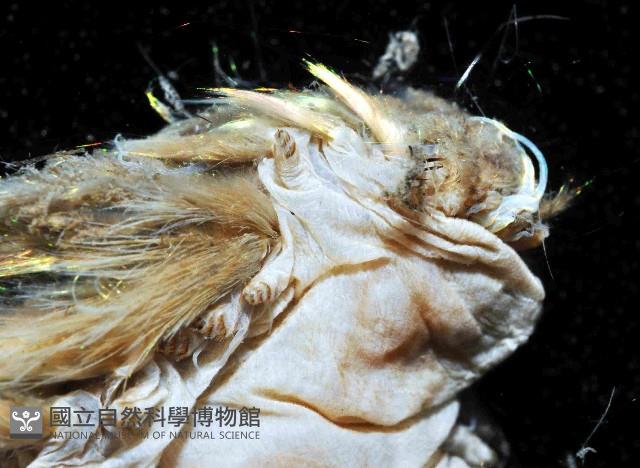 海鼠鱗沙蠶藏品圖，第2張