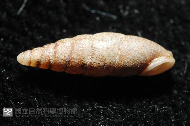 文德煙管蝸牛藏品圖，第2張