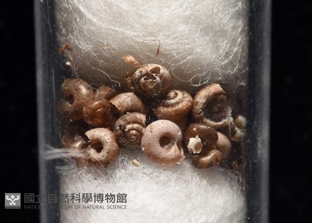 知本錐塔螺藏品圖，第2張