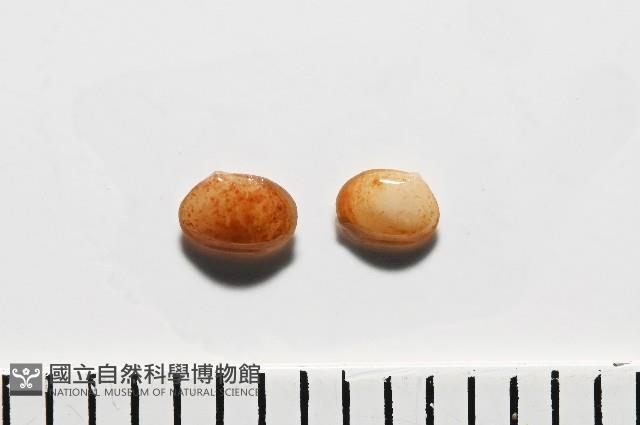 臺灣花瓣蛤藏品圖，第2張