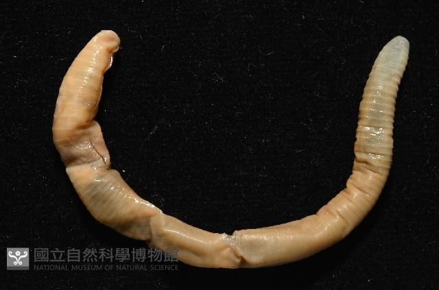 力里遠環蚓藏品圖，第2張