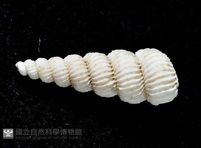 新種海螄螺藏品圖，第2張