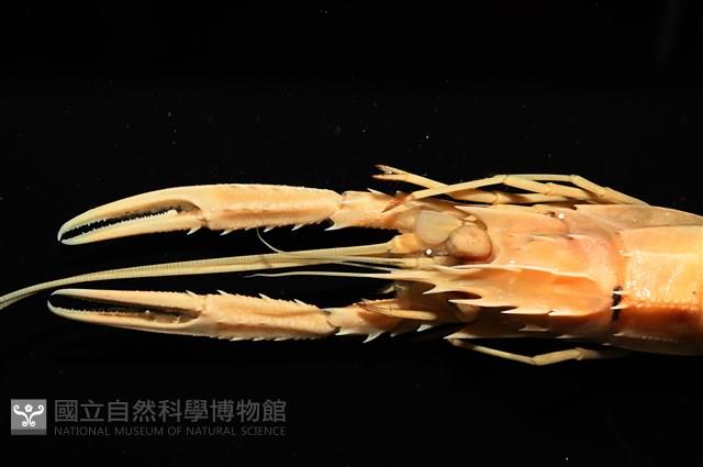臺灣後海螯蝦藏品圖，第2張