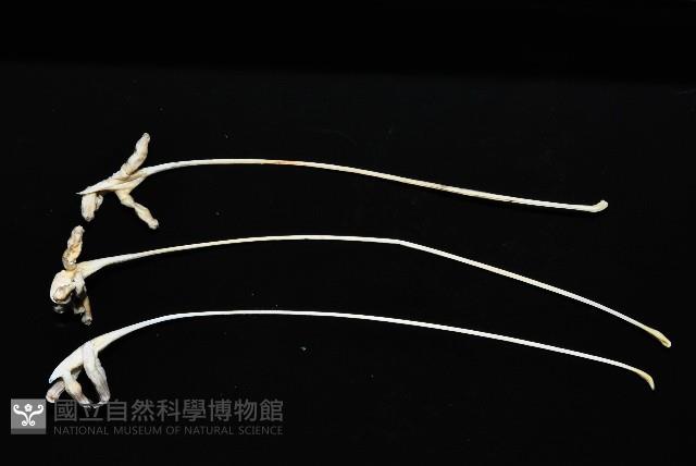 未知種鈍矢海鰓藏品圖，第2張