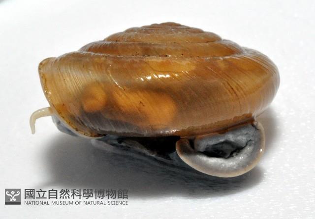 彩虹大臍蝸牛藏品圖，第2張
