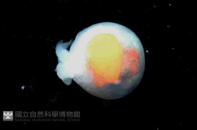 球形水肌螺藏品圖，第2張