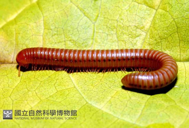 磚紅厚甲馬陸藏品圖，第2張