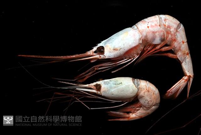 雄偉紅蝦藏品圖，第2張