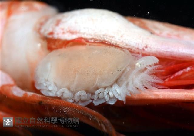 未知種擬對蝦蝦虱藏品圖，第2張