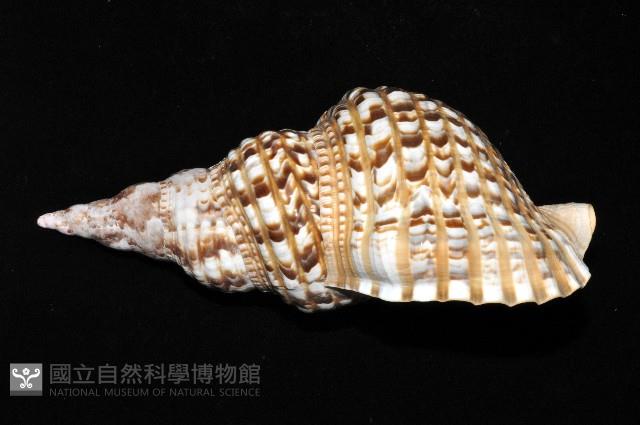 大西洋大法螺藏品圖，第2張