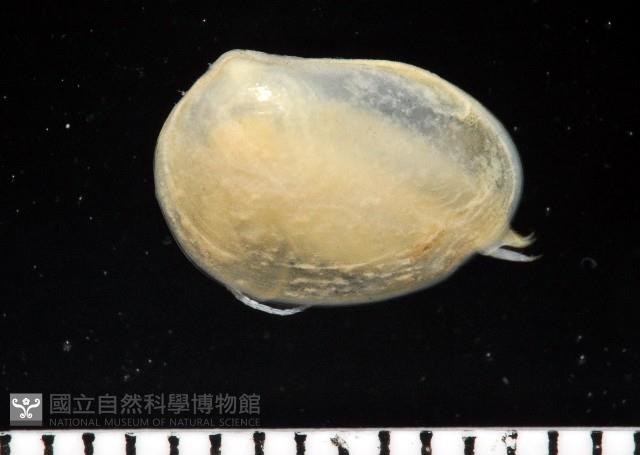臺灣原蚌蟲藏品圖，第2張