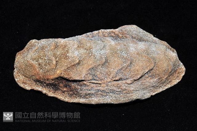 斯特勒氏隱石鱉藏品圖，第2張