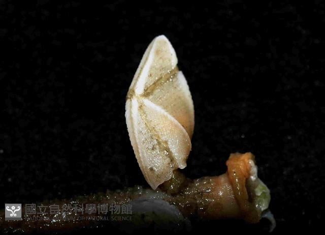 紋大茗荷藏品圖，第2張