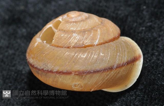 鱗高腰蝸牛(鱗菱蝸牛)藏品圖，第2張
