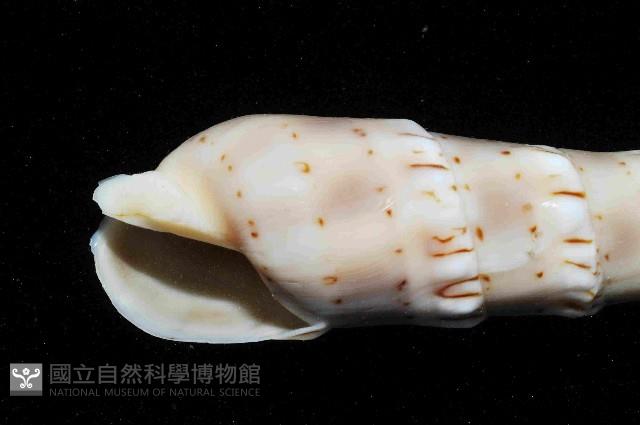 花牙筍螺藏品圖，第2張