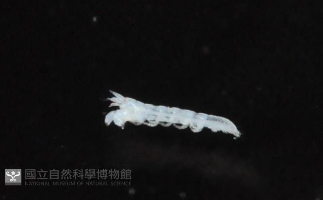 光齒非擬原足蟲藏品圖，第2張