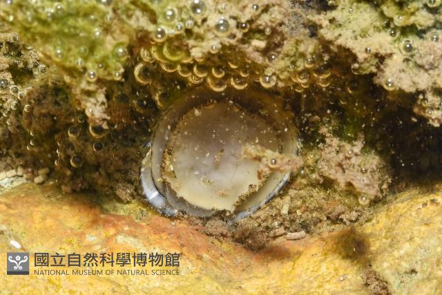 壁蜑螺藏品圖，第2張