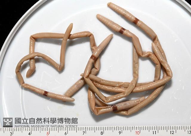 重期遠環蚓藏品圖，第2張