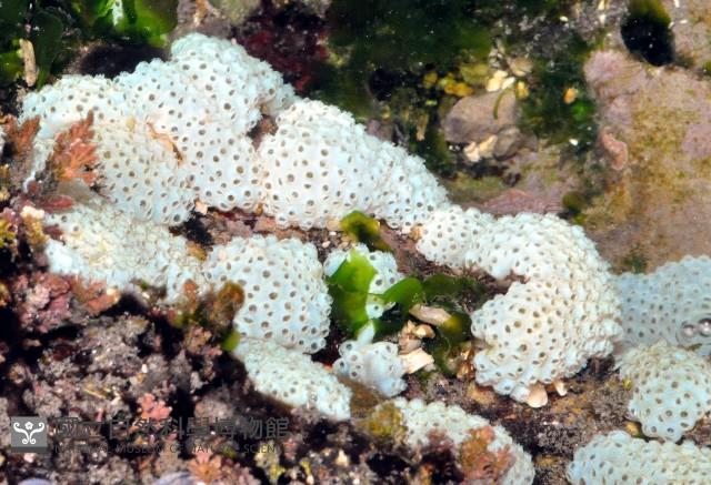 海綿多囊海鞘藏品圖，第2張