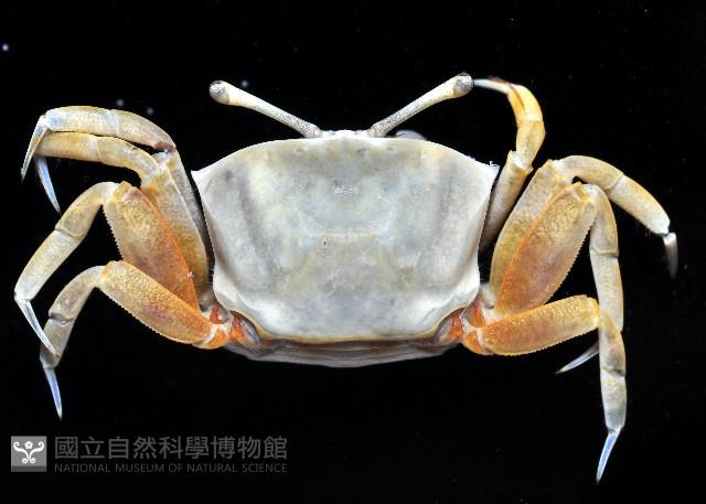 賈瑟琳招潮藏品圖，第2張