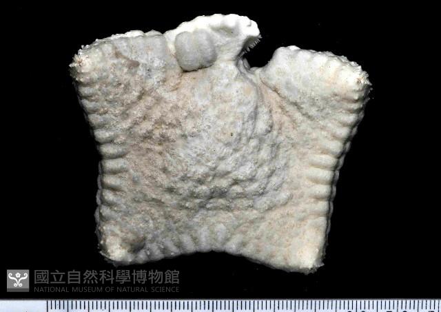 麵包海星(饅頭海星)藏品圖，第2張