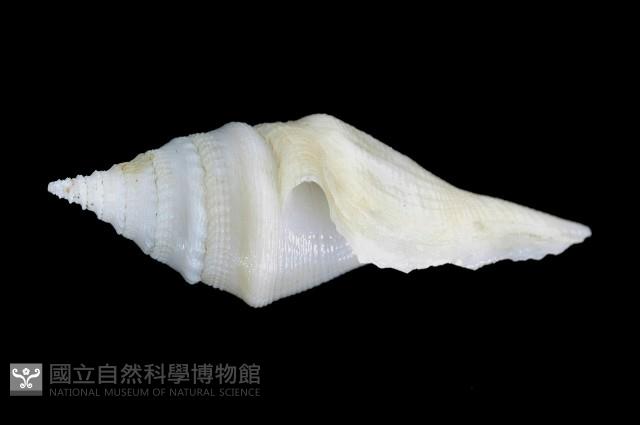 矛形捲管螺藏品圖，第2張