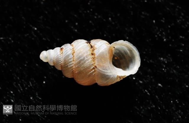 水田芝麻蝸藏品圖，第2張