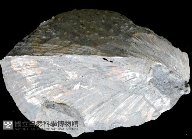 新種巨齒滿月蛤藏品圖，第2張