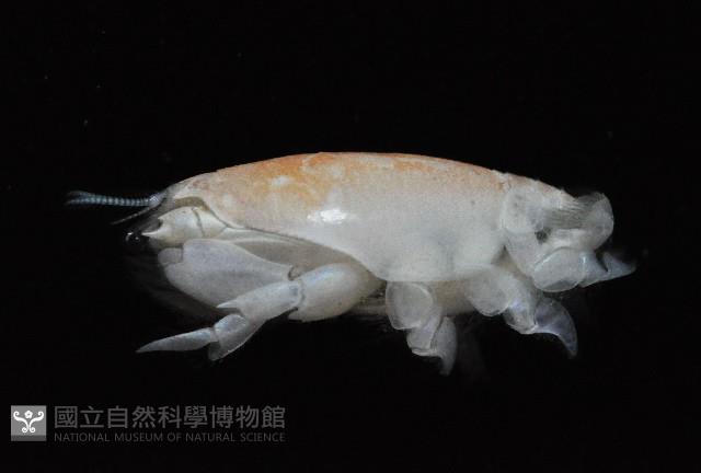 臺灣鼴鼠蟹藏品圖，第2張