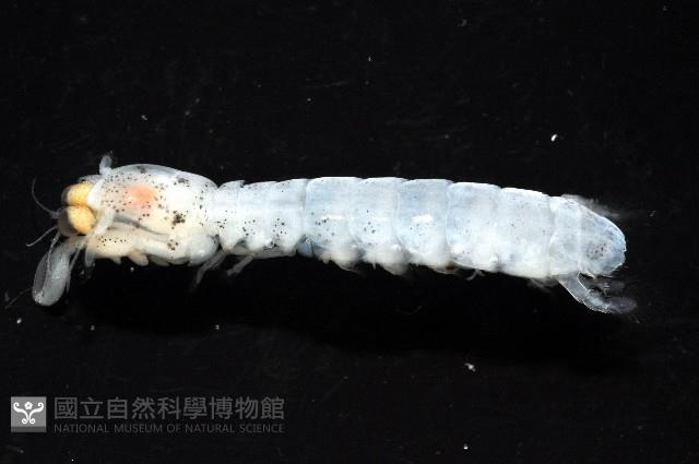 濱海幼嫩蝦蛄藏品圖，第2張