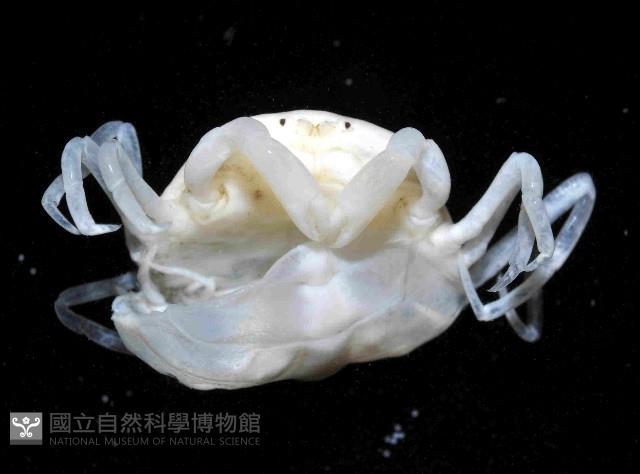 中華蚶豆蟹藏品圖，第2張