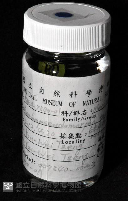 毛觸鬚偽近鞭尾蟲藏品圖，第2張