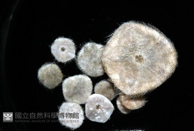 馬氏海錢(馬氏扣海膽)藏品圖，第2張