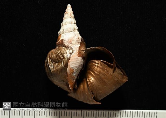 造殼海葵之一種藏品圖，第2張