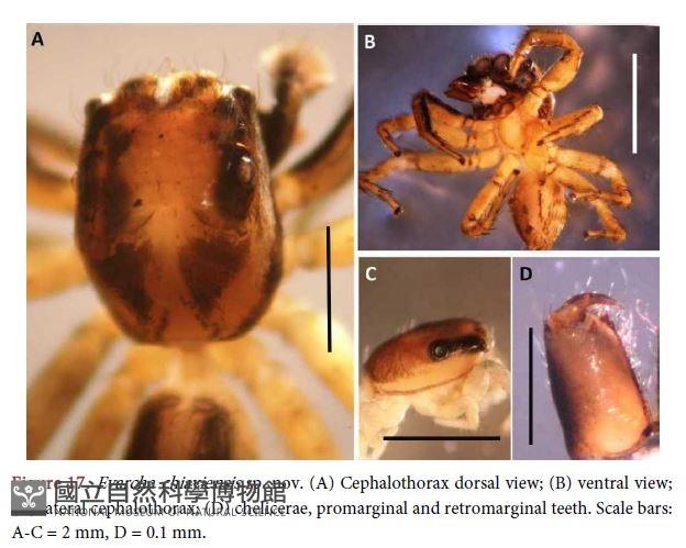 嘉義獵蛛藏品圖，第2張